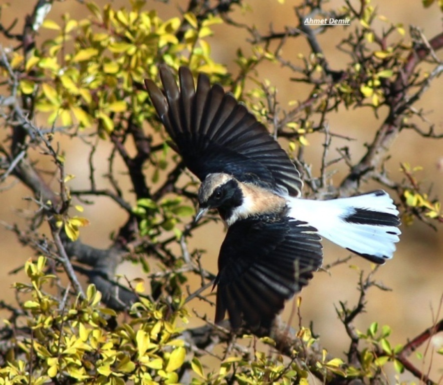 Black-eared Wheatear